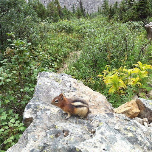 Chipmunk near Lake Louise